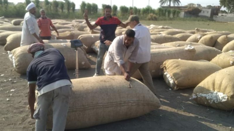عمليات وزن القطن،