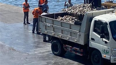 نفوق جماعي للأسماك بميناء الإسكندرية 