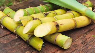 تفسير حلم القصب في المنام وعلاقته بالحصول على المال