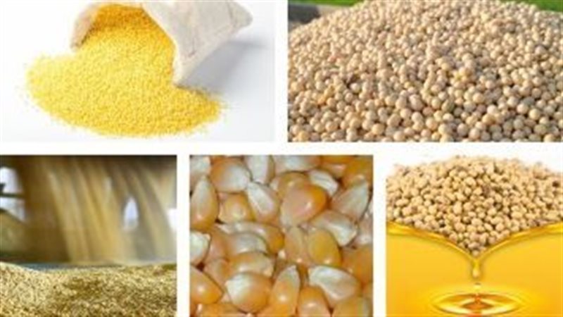 أسعار الأعلاف والحبوب