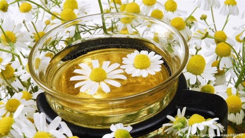 البابونج مشروب صحي،