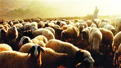 تفسير رؤية راعي الغنم في المنام وعلاقتها بالاجتهاد لتحقيق الأهداف