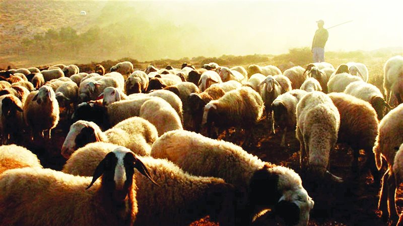 تفسير رؤية راعي الغنم
