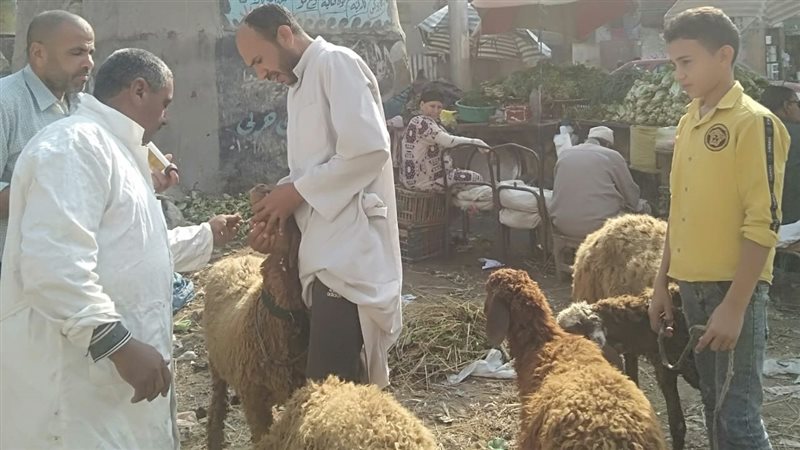 جانب من القافلة البيطرية