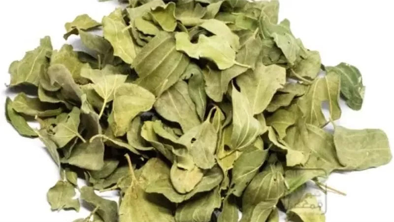 ورق السدر وفوائده،