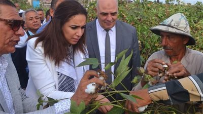 نائب محافظ البحيرة: بدء جني 28 ألف فدان من محصول القطن (صور)