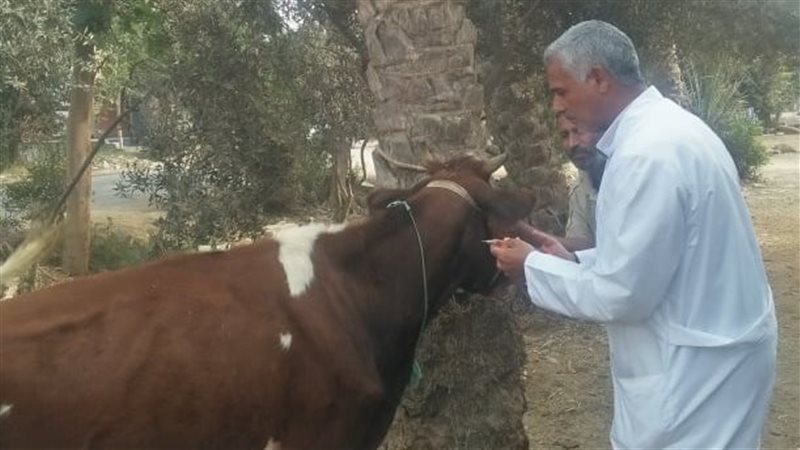  قافلة بيطرية ـ فيتو
