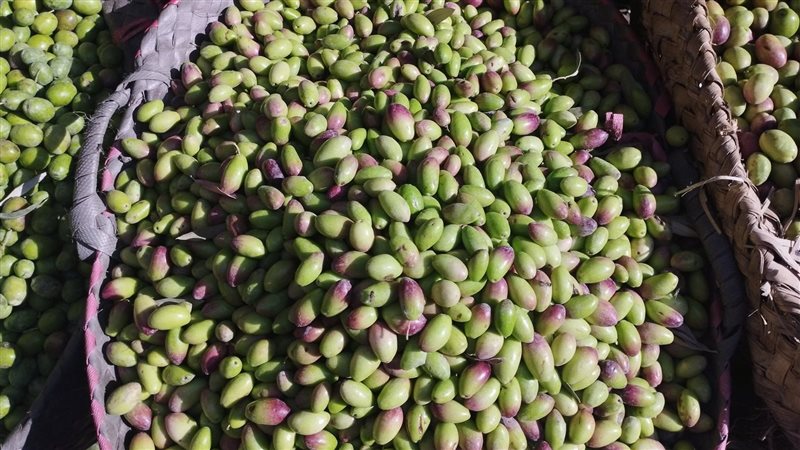 محصول الزيتون، فيتو