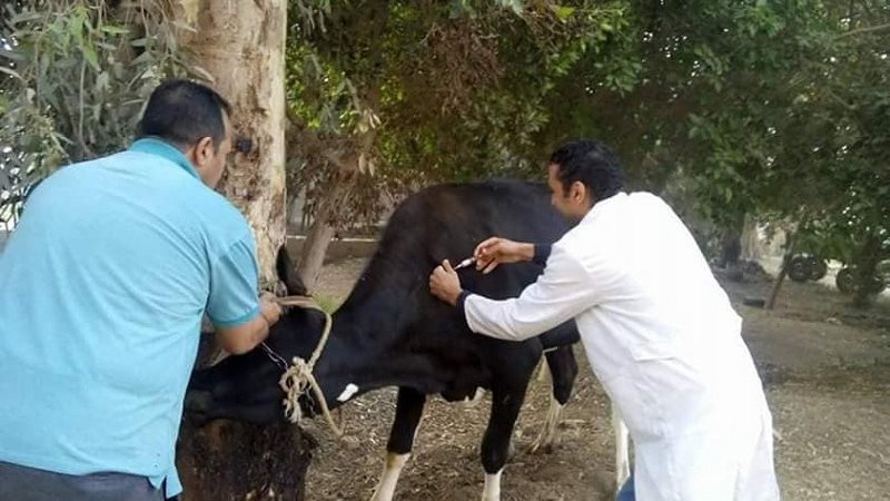 الحملة القومية لتحصين