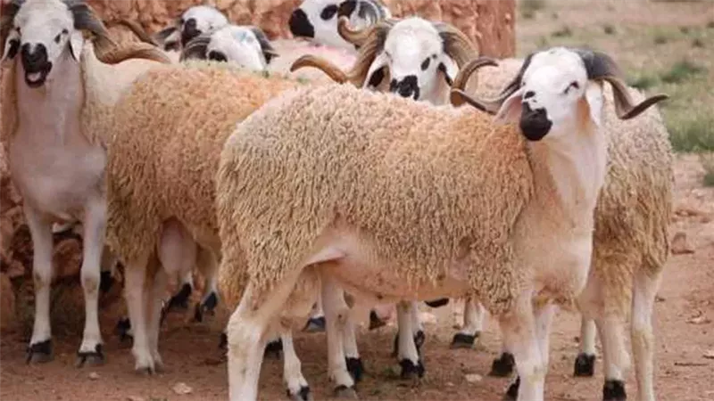 صكوك الأضاحي