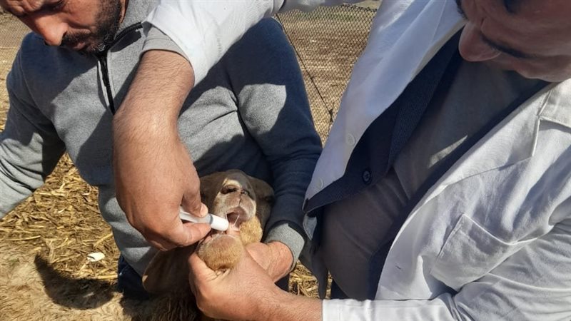 جهود بيطري البحيرة،فيتو