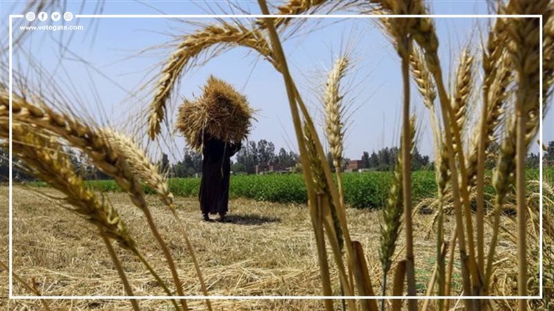 محصول القمح، فيتو