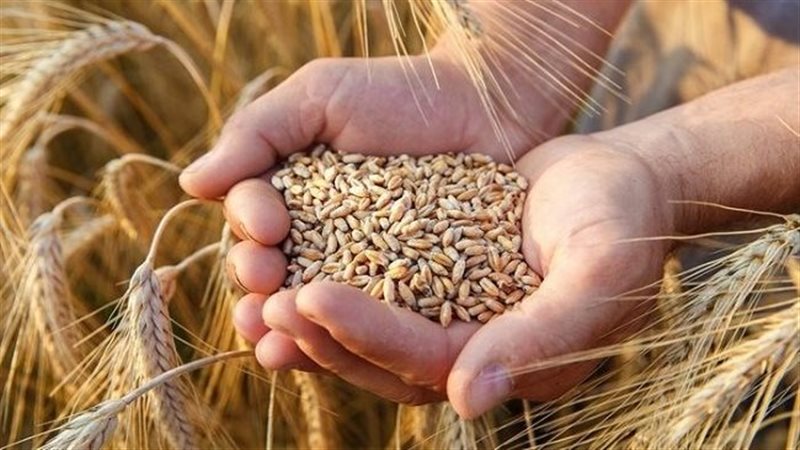 زراعة القمح والشعير،