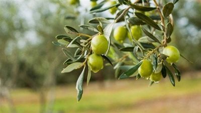 تفسير حلم أكل الزيتون في المنام وعلاقته بالرزق الكثير وتحسن الأحوال 