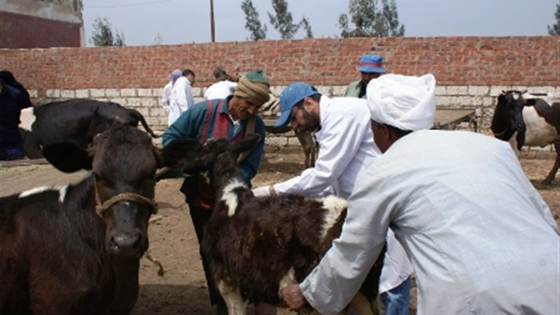 القوافل البيطرية،فيتو