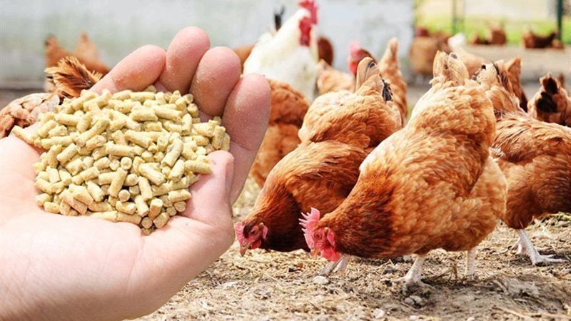 أسعار الدواجن والبيض