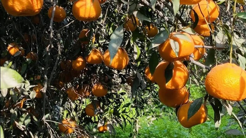 انتاج فاكهة اليوسفي