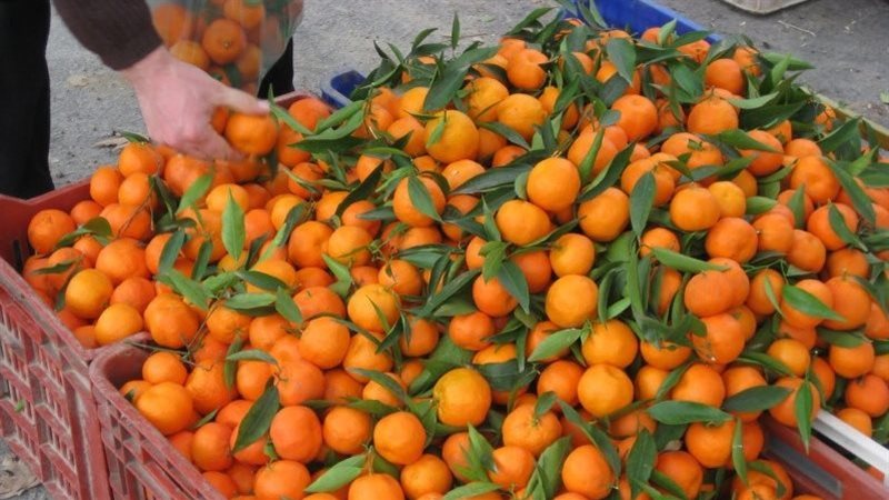 أسعار اليوسفي في