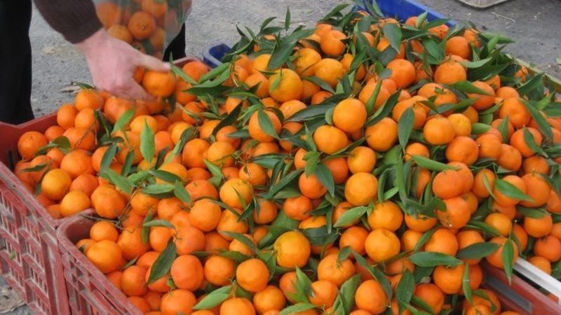 اسعار الفاكهة اليوم