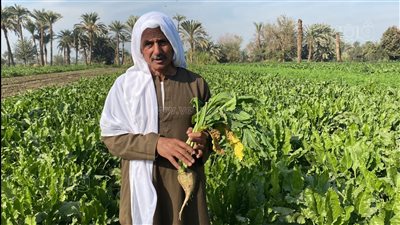 لمواجهة أزمة السكر، بني سويف تتعاقد على زراعة 33 ألف فدان بنجر
