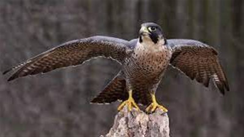 تفسير حلم الصقر في