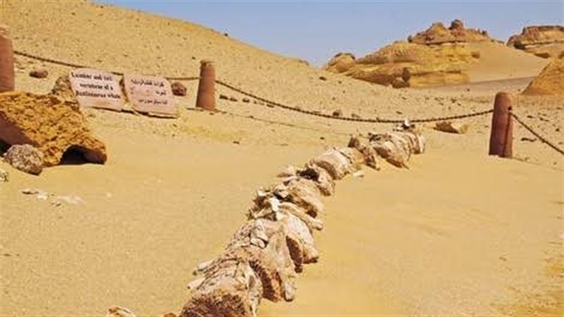 وادي الحيتان بالفيوم
