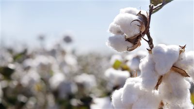 يا قطن..عادت شمسك الذهب..ارتفاع المساحة المزروعة إلى 238 ألف فدان..وتسجيل أسعار قياسية 
