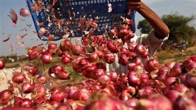 مصدرو البصل: قرار حظر التصدير ظلم الفلاح على حساب شركات التجفيف