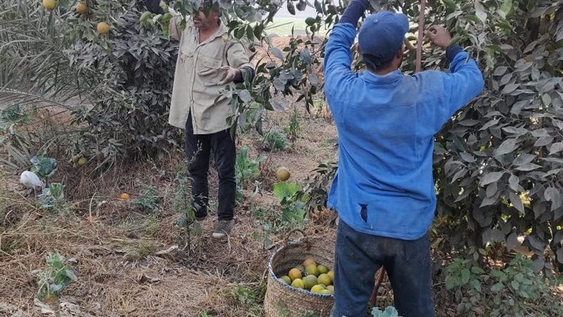 محصول البرتقال بالقليوبية،