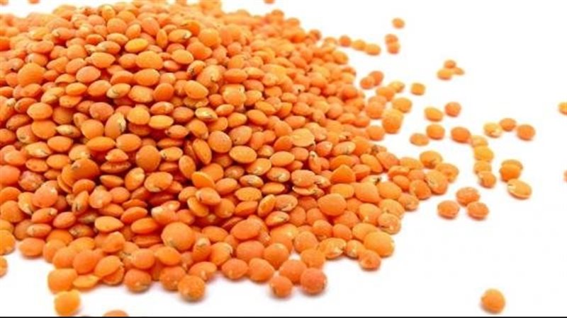أسعار العدس اليوم،