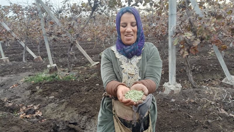 زراعة البسلة، فيتو