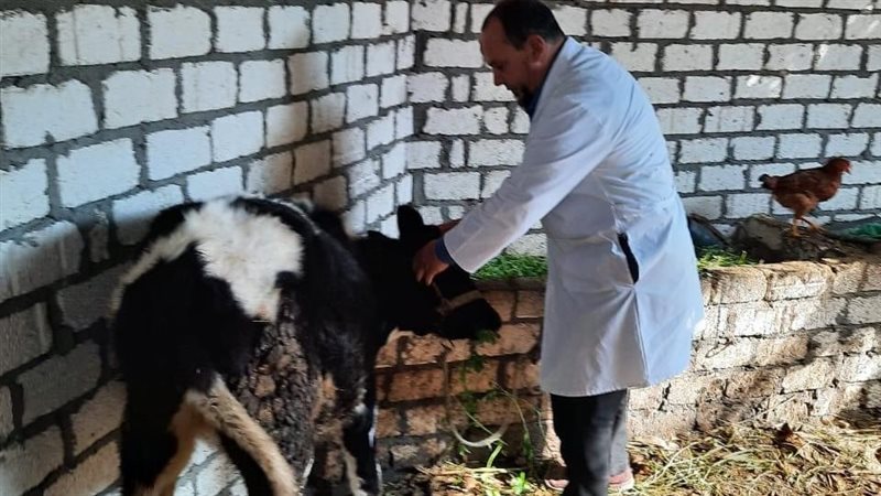 تحصين الماشية، فيتو