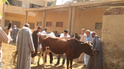 السبت، انطلاق القوافل البيطرية والإرشادية في محافظة دمياط 