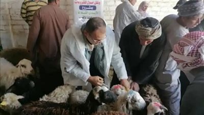  حملة ضد مرض الحمى القلاعية والوادي المتصدع بالأقصر
