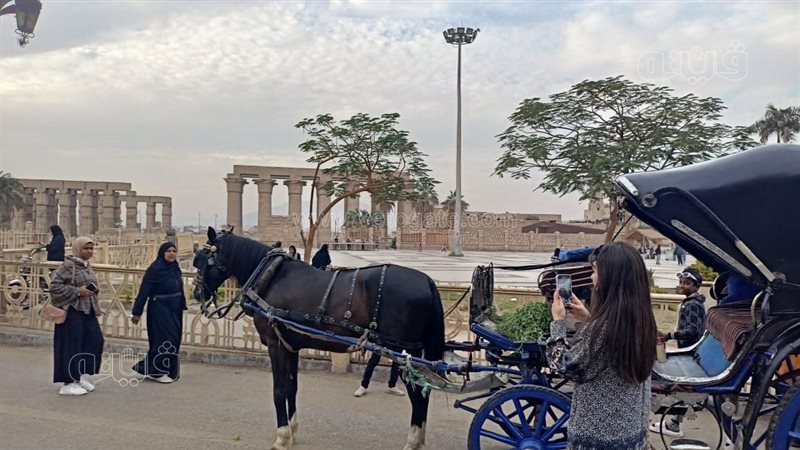 مدينة الأقصر، فيتو