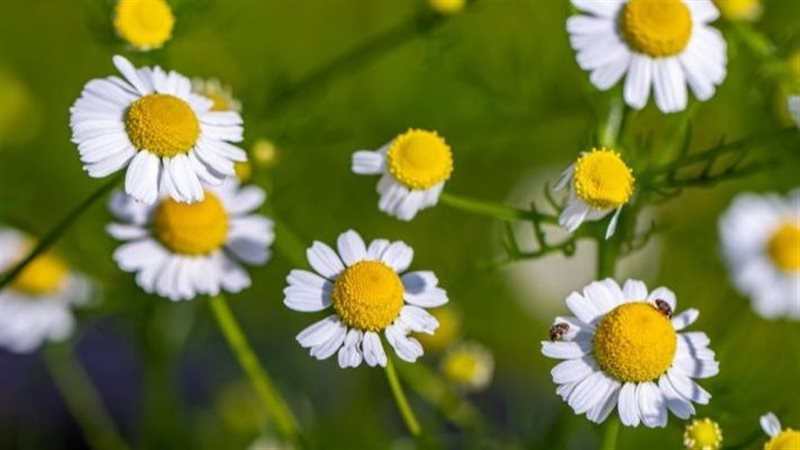 فوائد البابونج، فيتو