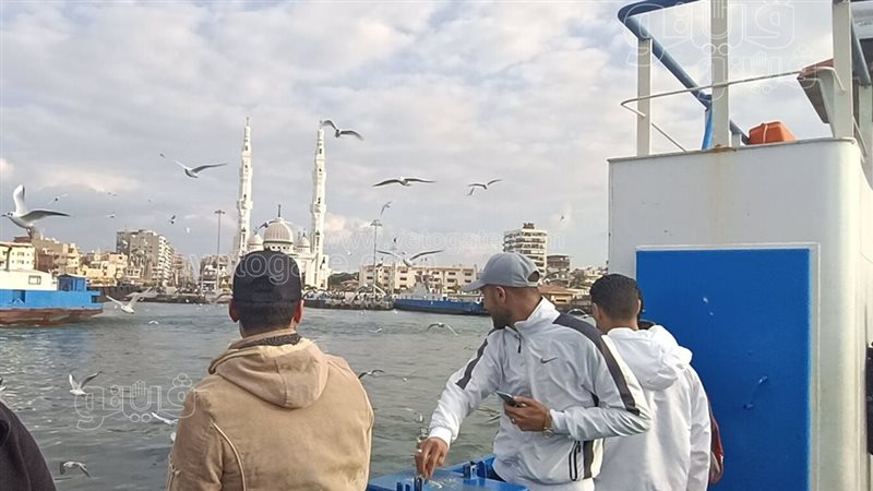 طيور النورس بورسعيد،