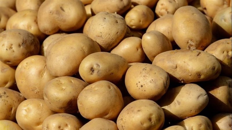 البطاطس