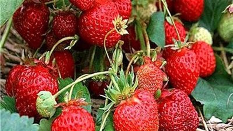 الفراولة، فيتو