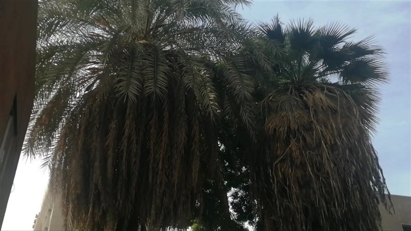 نخيل حب العزيز بمحافظة