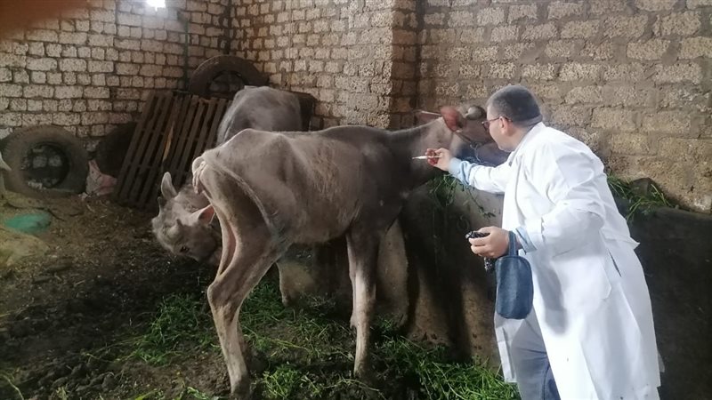 تحصين الماشية، فيتو