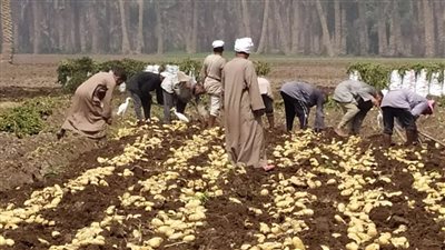 بعد محاولات استمرت 5 سنوات.. مصر تدخل عالم إنتاج تقاوي البطاطس محليًا.. وتوفير 50% من احتياجات السوق خلال عامين