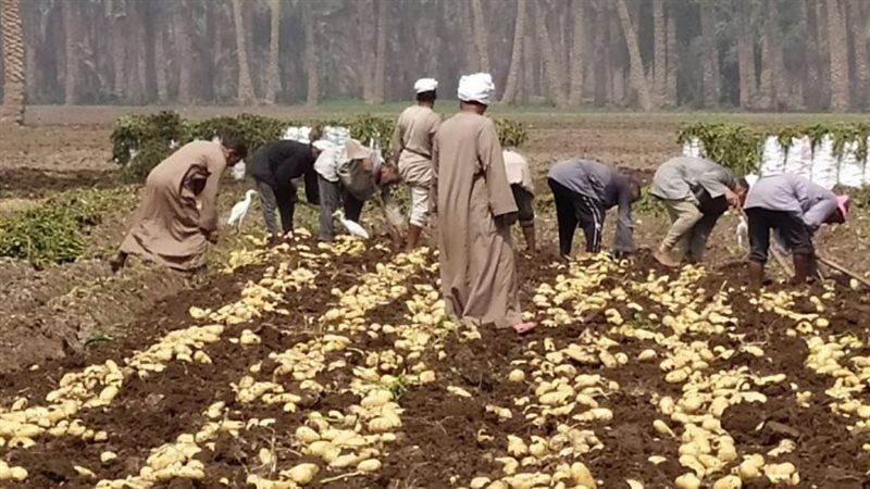 حصاد البطاطس