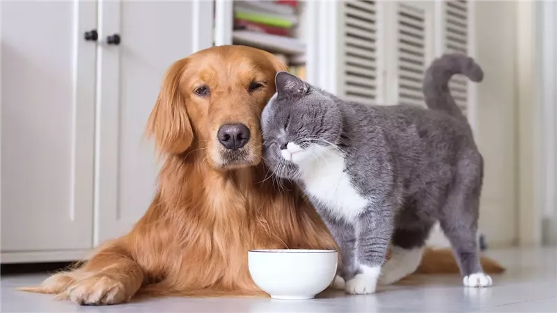  حكم الترحم علي الحيوان