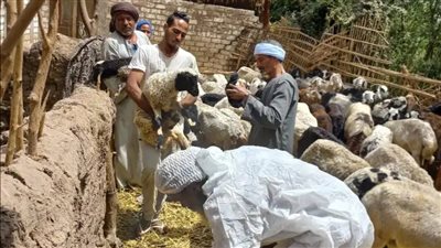 استمرار الحملة القومية للتحصين ضد مرض الجلد العقدي وجدري الأغنام بمراكز الأقصر