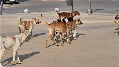 بعد ربطه بالحواوشي.. مقطع غامض لصيد الكلاب يثير الخوف.. والنشطاء يكشفون السر (فيديو)