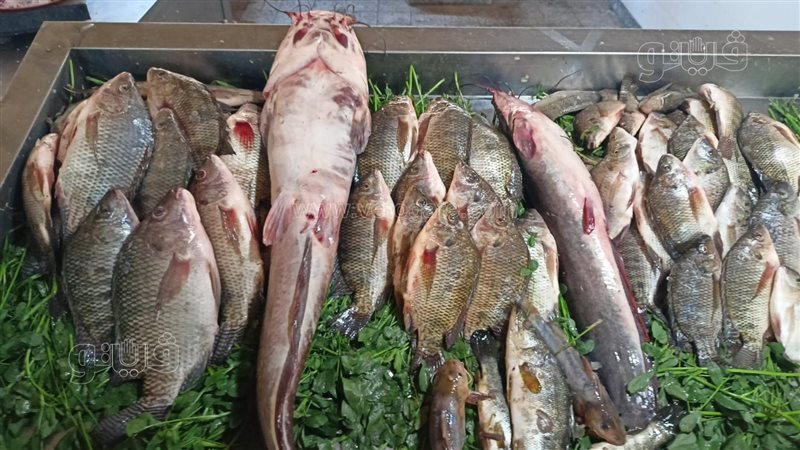 سعر السمك اليوم،