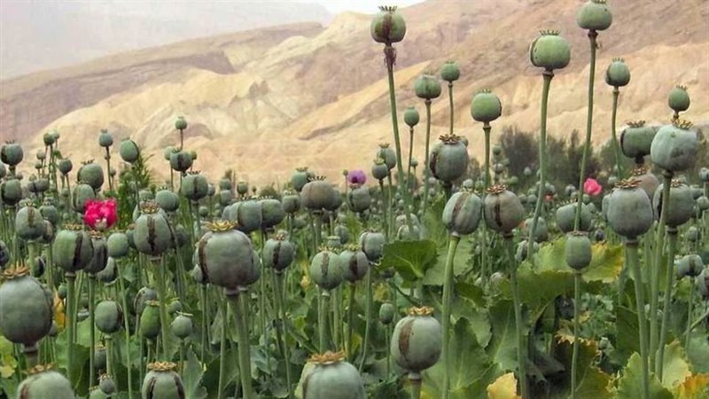 نبات الخشخاش، فيتو