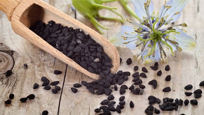 فوائد حبة البركة،