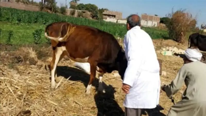 جانب من تنفيذ الحملة